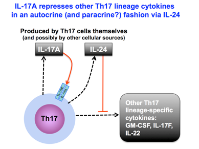 IL-17A represses other Th17 lineage cytokines in an autocrine (and paracrine?) fashion via IL-24