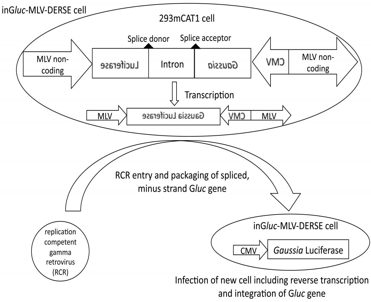 E-125-2020 - Schematic of inGluc-MLV-DERSE assay