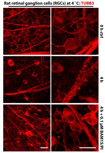  pretreatments with the invented storage solution preserved cellular morphology and functions of retinal ganglion cells following 4-h cold storage